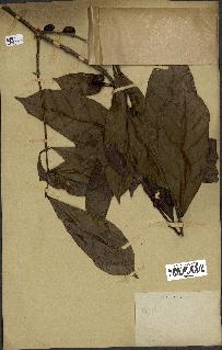 spécimen de Coffea liberica