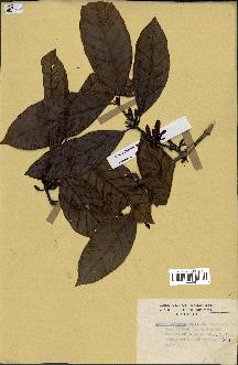 spécimen de Coffea liberica