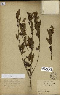 spécimen de Coffea eugenioides