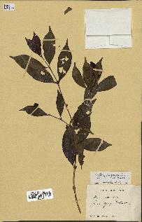 spécimen de Coffea eugenioides