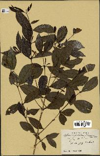 spécimen de Coffea eugenioides