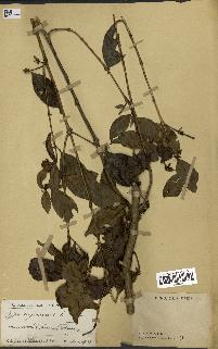 spécimen de Coffea eugenioides