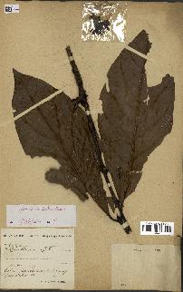 spécimen de Coffea liberica