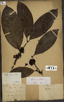 spécimen de Coffea liberica