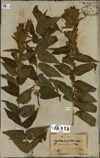spécimen de Gentiana asclepiadea
