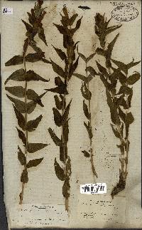 spécimen de Gentiana asclepiadea