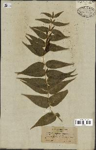 spécimen de Gentiana asclepiadea