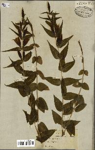 spécimen de Gentiana asclepiadea