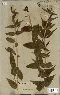 spécimen de Gentiana asclepiadea