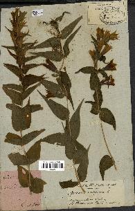 spécimen de Gentiana asclepiadea