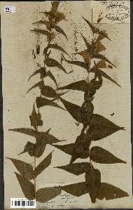 spécimen de Gentiana asclepiadea