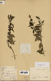 spécimen de Danais fragrans