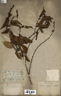 spécimen de Danais fragrans