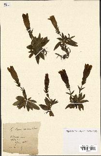 spécimen de Gentiana excisa