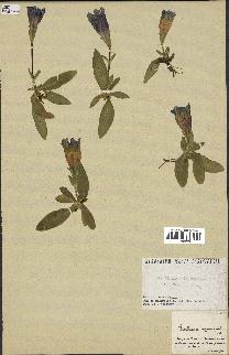spécimen de Gentiana kochiana