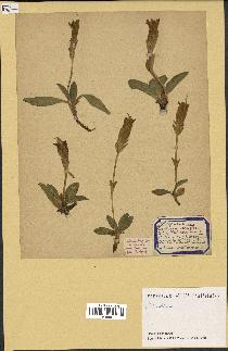 spécimen de Gentiana kochiana