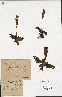 spécimen de Gentiana kochiana