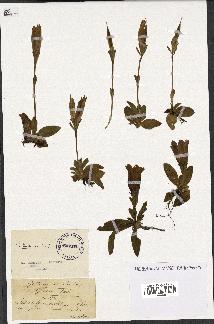 spécimen de Gentiana kochiana