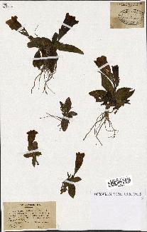 spécimen de Gentiana kochiana