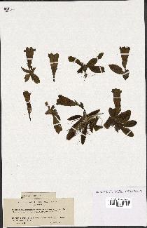 spécimen de Gentiana kochiana