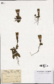 spécimen de Gentiana kochiana