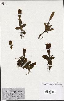 spécimen de Gentiana kochiana