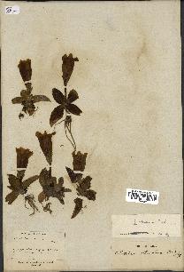spécimen de Gentiana kochiana