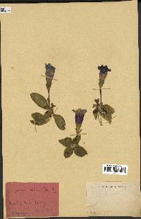 spécimen de Gentiana kochiana
