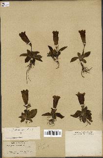 spécimen de Gentiana kochiana