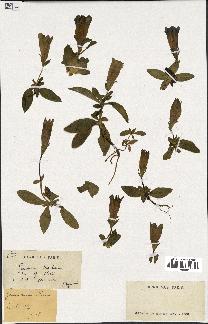 spécimen de Gentiana kochiana