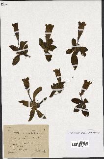 spécimen de Gentiana kochiana