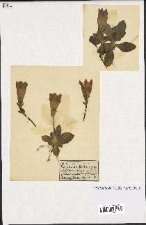 spécimen de Gentiana kochiana