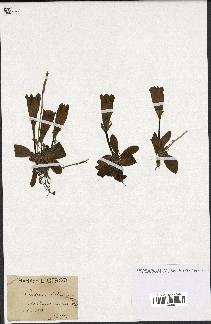 spécimen de Gentiana kochiana