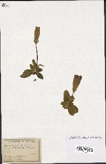 spécimen de Gentiana kochiana