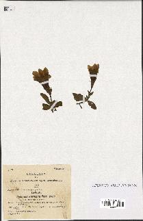 spécimen de Gentiana kochiana