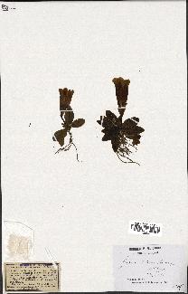 spécimen de Gentiana kochiana