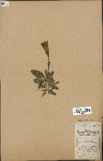 spécimen de Gentiana kochiana
