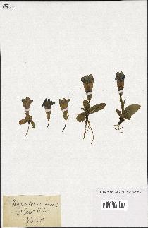 spécimen de Gentiana kochiana