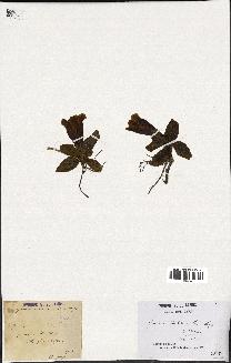 spécimen de Gentiana kochiana