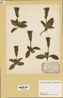 spécimen de Gentiana kochiana