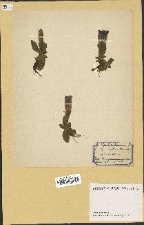 spécimen de Gentiana kochiana