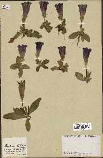 spécimen de Gentiana kochiana