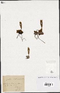 spécimen de Gentiana kochiana