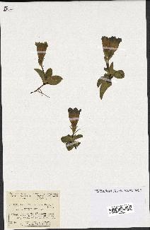 spécimen de Gentiana kochiana