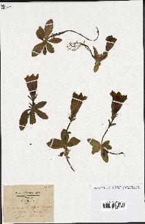 spécimen de Gentiana kochiana