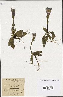spécimen de Gentiana kochiana