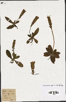 spécimen de Gentiana kochiana