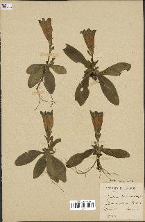 spécimen de Gentiana kochiana