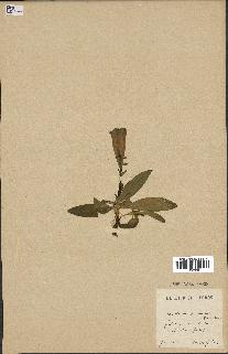 spécimen de Gentiana kochiana