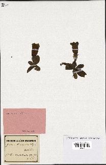 spécimen de Gentiana kochiana